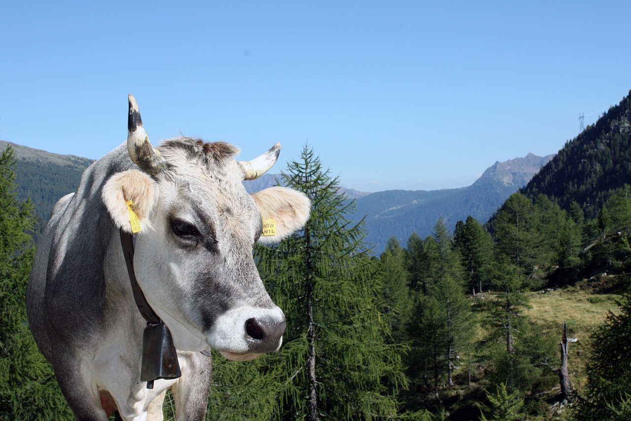 bovenaan-westendorf