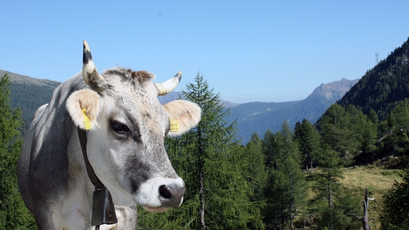 bovenaan-westendorf